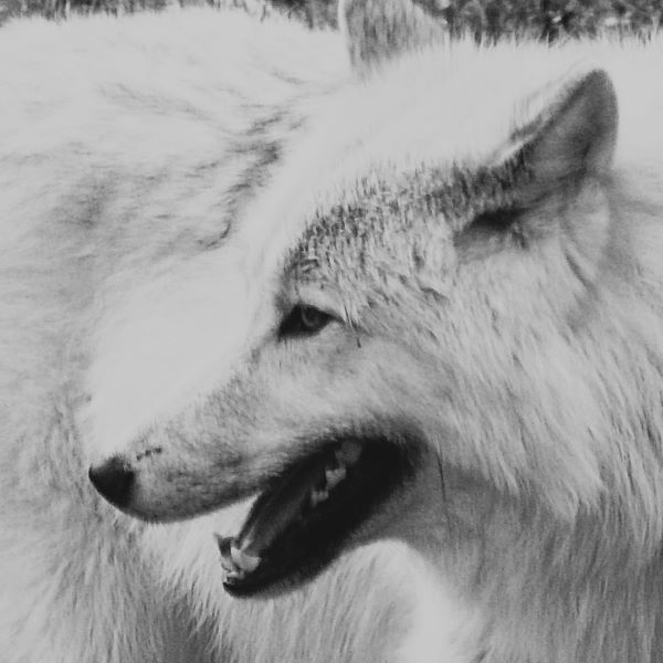A black and white closeup photo of a white wolf turning, its mouth open as though laughing.
